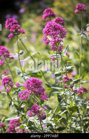 Centrenthus ruber, Red Valerian, fioritura in giardino, Galles, Regno Unito Foto Stock