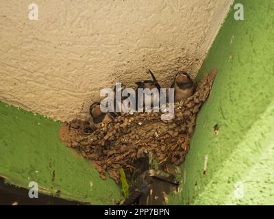 Primo piano di piccoli pulcini con bocche gialle nel nido del balcone. Inghiottire l'allevamento vicino alla persona. Foto Stock