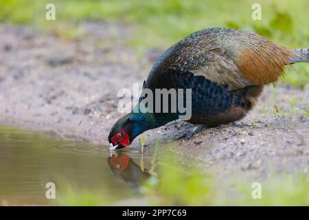 Fagiano comune Phasianus colchicus, adulto maschio bere, Suffolk, Inghilterra, aprile Foto Stock