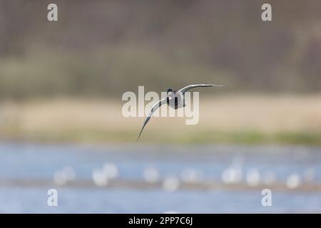 Mallard Anas platyrhynchos, uomo adulto che chiama in volo, Suffolk, Inghilterra, aprile Foto Stock
