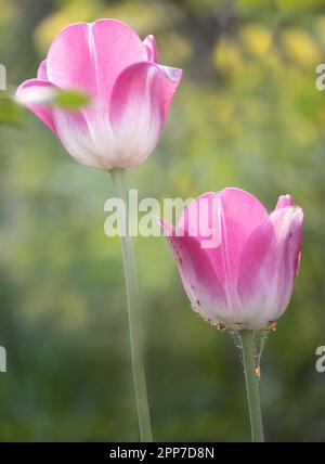 Due tulipani rosa, Tulipa, su uno sfondo verde lussureggiante bokeh in primavera, Lancaster, Pennsylvania Foto Stock