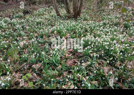 Molte nevicate comuni (Galanthus nivalis) che crescono sotto gli alberi in un parco Foto Stock