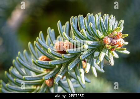 Ramo con germogli e aghi ricoperti di cera di un abete (Abies) Foto Stock