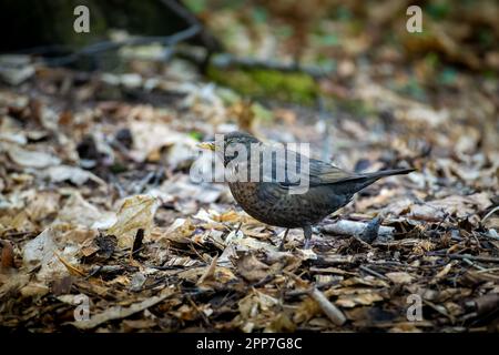 Un unico cucciolone femmina (turdus merula) che cammina per terra tra foglie marroni secche Foto Stock