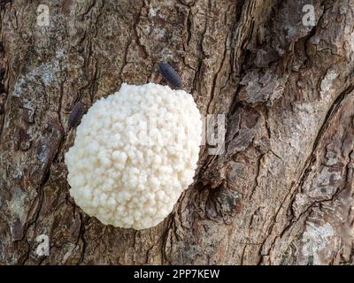 Enteridium lycoperdon (SYN. Reticularia lycoperdon) aka False Puffball. Aprile, Regno Unito. Foto Stock