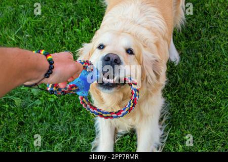 Il golden retriever cane Foto Stock