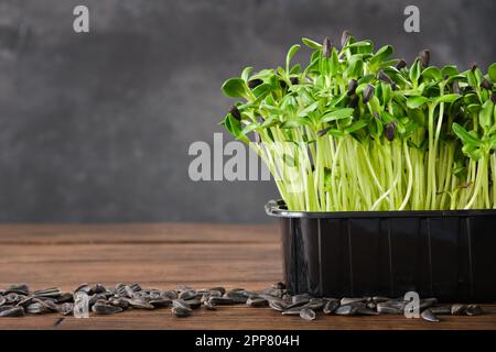 Germogli di semi di girasole per una sana alimentazione dietetica. Microgreens. Giovani pianta crescenti verdi. Foto Stock