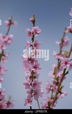 Bellissimi fiori di pesco (Prunus persica) in fiore su sfondo blu in un giorno di primavera Foto Stock