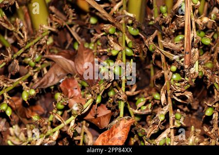 Cardamomo verde e non maturo in pianta in Kerala, India. È la terza spezia più costosa, Guatemala è il più grande produttore di cardamomo Foto Stock