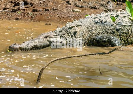 Coccodrillo americano (Crocodylus acutus), fiume Sierpe, Costa Rica Foto Stock