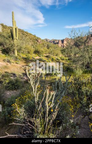 Fiori selvatici e cactus saguaro in primavera al Picacho Peak state Park, Sonoran Desert, Picacho, Arizona, USA Foto Stock