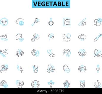 Set di icone lineari vegetali. Carota, broccoli, cavolfiore, spinaci, barbabietole, ONION, Cumber linea vettoriale e concept signs. Funghi, peperone Illustrazione Vettoriale