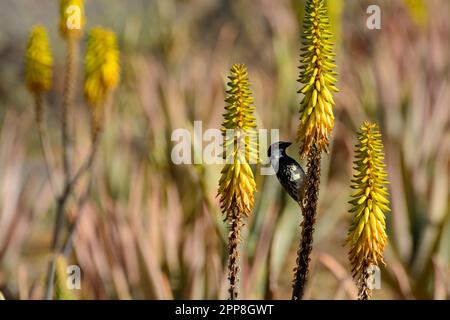 Canary Bird siede su fiori di aloe gialle, piantagione di aloe vera, coltivazione di aloe vera, piante sane usate per la medicina, cosmetici, cura della pelle, decora Foto Stock