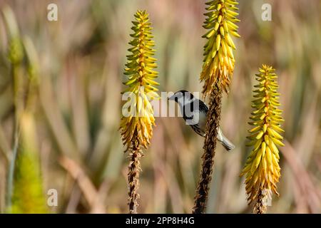 Canary Bird siede su fiori di aloe gialle, piantagione di aloe vera, coltivazione di aloe vera, piante sane usate per la medicina, cosmetici, cura della pelle, decora Foto Stock