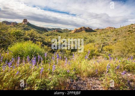 Vista panoramica del paesaggio lungo lo storico Apache Trail fino a Tortilla Flat, Tonto National Forest, Apache Junction, Mesa, Arizona, STATI UNITI Foto Stock