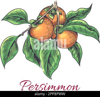 Schizzo del ramo di persimmon Illustrazione Vettoriale