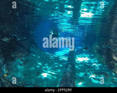 Vista a due snorkelers che nuotano in un fiume cristallino della foresta pluviale con pesci tropicali, sulla sabbia bianca inferiore e un tronco d'albero, riflessi di sole Foto Stock