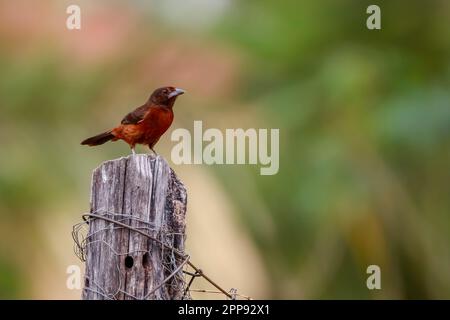 Tanager dal becco d'argento seduto su un palo di legno con sfondo sfocato, Bom Jardim, Mato Grosso, Brasile Foto Stock