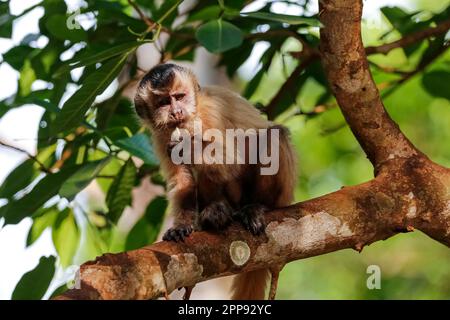 capucin ona ramo di albero con cappuccio, Lagoa das Araras, Bom Jardim, Mato Grosso, Brasile Foto Stock