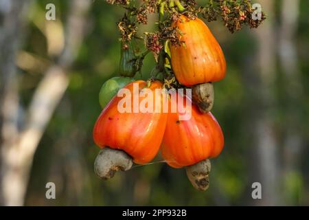 Primo piano dei frutti rossi illuminati dal sole di un anacardi nella foresta amazzonica sullo sfondo scuro, San Jose do Rio Claro, Mato Grosso, Brasile Foto Stock