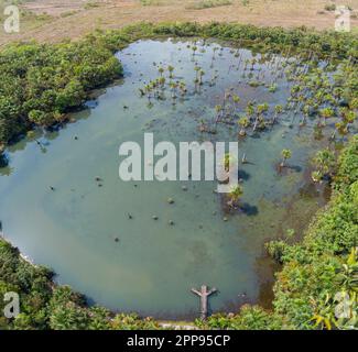 Primo piano ripresa aerea della splendida Lagoa das Araras, lago con alberi morti, resti circostanti di foresta pluviale e pascoli, Bom Jardim, Mato Gross Foto Stock