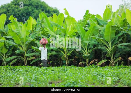 Cowpea semi che coltivano, coltivatore indiano felice, coltivatore povero Foto Stock