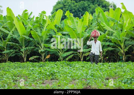 Cowpea semi che coltivano, coltivatore indiano felice, coltivatore povero Foto Stock