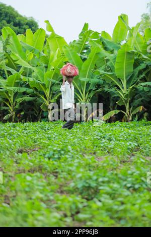 Cowpea semi che coltivano, coltivatore indiano felice, coltivatore povero Foto Stock