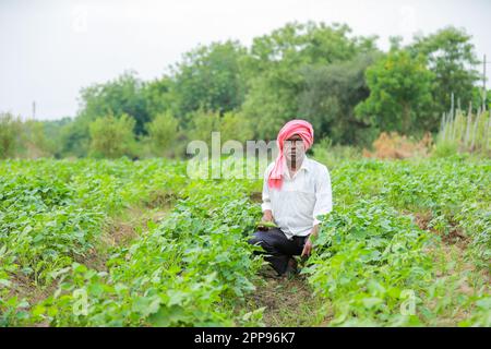 Cowpea semi che coltivano, coltivatore indiano felice, coltivatore povero Foto Stock