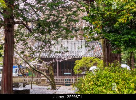 Sakura fiorisce in un piccolo cortile a Kamakura, prefettura di Kanagawa, Giappone Foto Stock