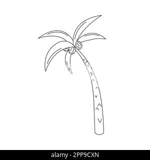 Albero di palma doodle isolato. Illustrazione vettoriale dell'albero tropicale disegnato a mano carino. Palme e noci di cocco. Elemento di design bianco e nero Illustrazione Vettoriale