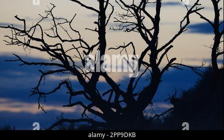 Strano sguardo vecchio albero morto contro il cielo tramonto, Voivodato Podlaskie, Polonia, Europa Foto Stock