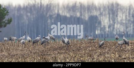 Grus grus comune (Grus grus) in campo contro la foresta offuscata, Podlaskie Voivodato, Polonia, Europa Foto Stock