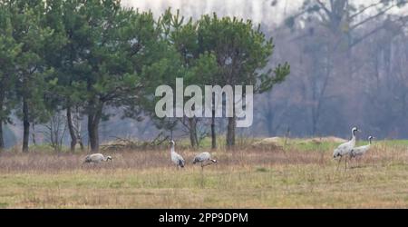 Grus grus comune (Grus grus) in campo contro la foresta offuscata, Podlaskie Voivodato, Polonia, Europa Foto Stock