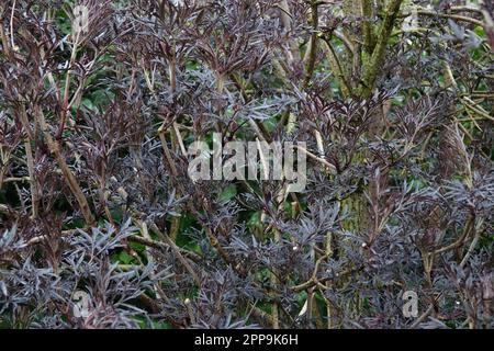 Primo piano naturale sul fogliame denso e stretto dell'anziano nero europeo, Sambucus nigra nel giardino Foto Stock