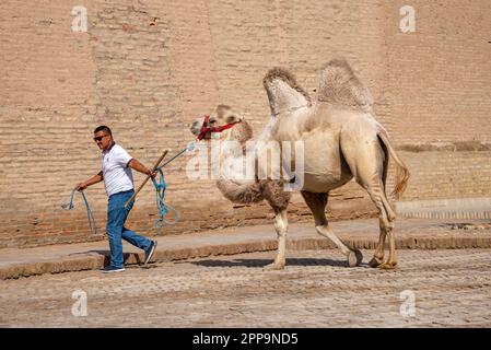 KHIVA, UZBEKISTAN - 06 SETTEMBRE 2022: Un cammello sulla strada della città vecchia. Khiva, Uzbekistan Foto Stock