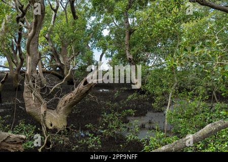 Foresta di mangrovie vista da Wynnum North Mangrove Boardwalk, Brisbane Australia Foto Stock