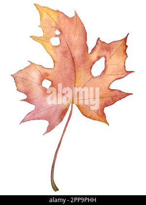 Set autunnale vettore acquerello. Decorazioni con foglie di bosco e funghi. Illustrazione Vettoriale