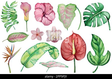 Set di acquerelli con illustrazione di piante tropicali. Illustrazione Vettoriale