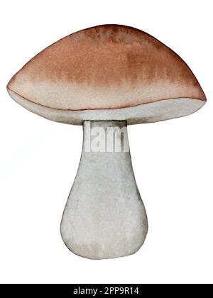 Set autunnale vettore acquerello. Decorazioni con foglie di bosco e funghi. Illustrazione Vettoriale