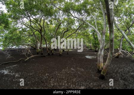 Foresta di mangrovie vista da Wynnum North Mangrove Boardwalk, Brisbane Australia Foto Stock