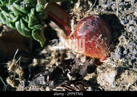 rabardo con germogli all'inizio della primavera Foto Stock