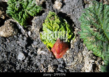 rabardo con germogli all'inizio della primavera Foto Stock