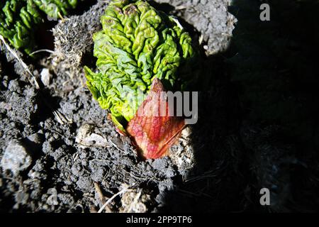 rabardo con germogli all'inizio della primavera Foto Stock
