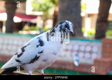 Bianco con macchie nere piccione nel parco, primo piano, messa a fuoco selettiva Foto Stock