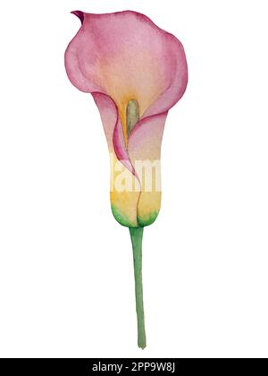 Set vettoriale acquerello di piante tropicali e fiori. Decorazioni esotiche. Illustrazione Vettoriale