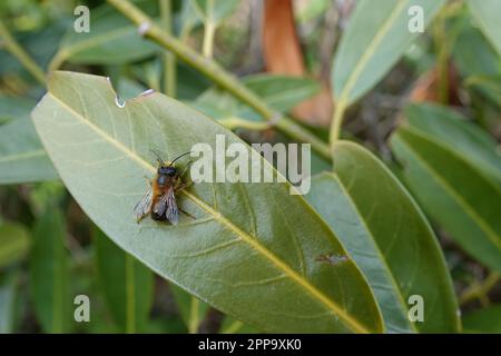 Primo piano naturale su una fresca ape muratore europea emersa, Osmia rufa maschio, che si riscalda su una foglia al sole del mattino Foto Stock