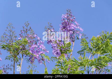Fiori viola e semi dell'albero di Jacaranda tra il fogliame contro il cielo blu. Primo piano Foto Stock