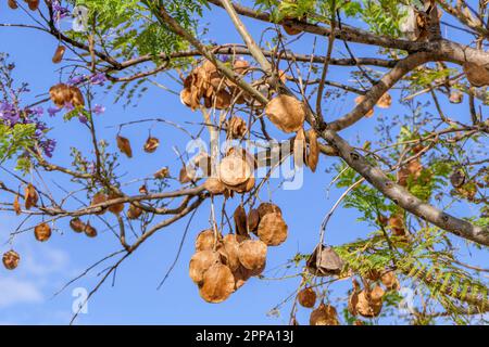 Fiori viola e semi dell'albero di Jacaranda tra il fogliame contro il cielo blu. Primo piano Foto Stock