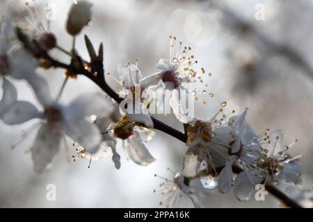Fiori bianchi su rami di albero, primavera. Probabilmente un ciliegio. Foto Stock